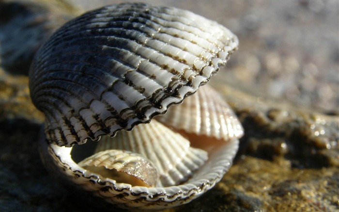 shells-Macro fotografía fondo de pantalla Vistas:11989