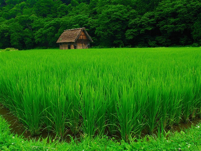 shirakawa-fond d'écran paysage Japon Vues:25961