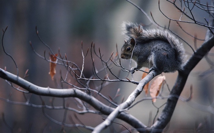 ツリー内のリス-動物写真の壁紙 ブラウズ:10585