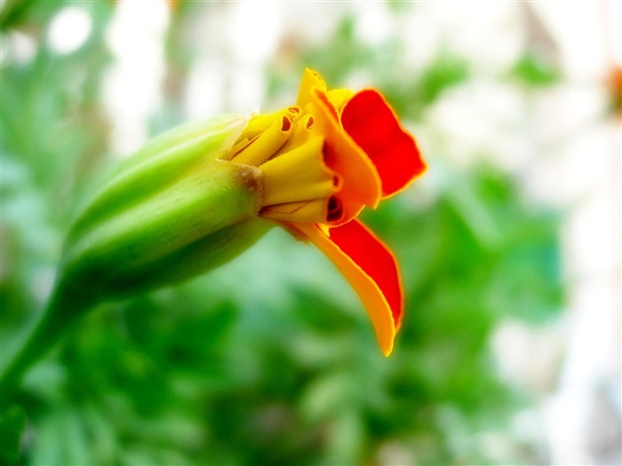 fleurs étranges-Été fleurs fond d'écran Vues:9255