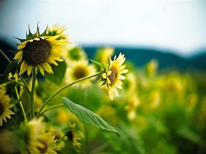 papel de parede de fotografia de flores de girassol Visualizações:8282