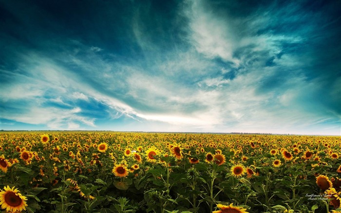 Fondo de pantalla de girasoles-Ensueño y fantasía Vistas:10616