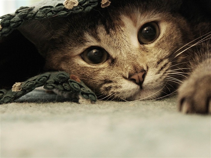 sweet kitten hiding-Cat photography wallpaper Views:21513 Date:2012/6/21 21:11:18