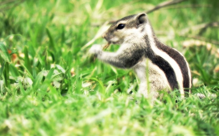 本物のシマリス-動物写真の壁紙 ブラウズ:12230