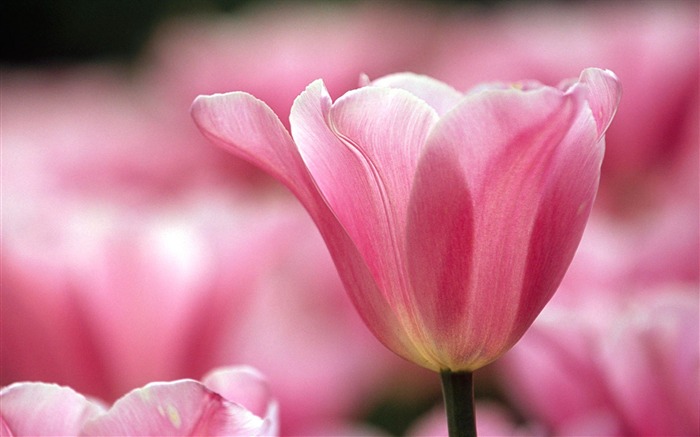 vincennes transparence-Été fleurs fond d'écran Vues:8122