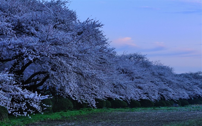 árbol azul-paisaje natural fondo de pantalla Vistas:11691