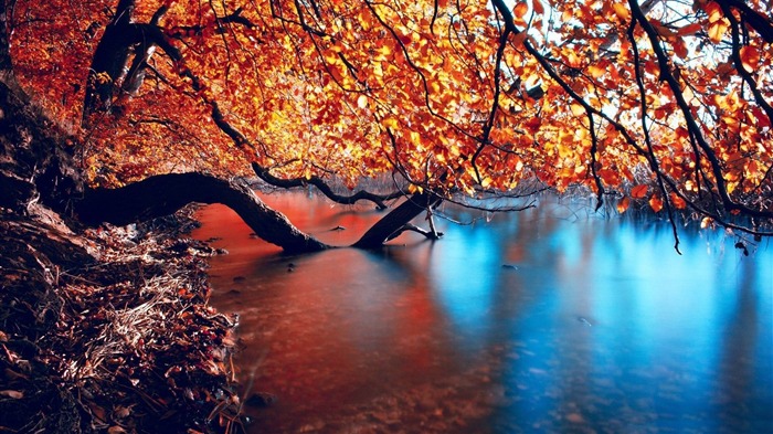 des branches d'arbres sur le lac-Fond d'écran Paysage d'automne Vues:12538