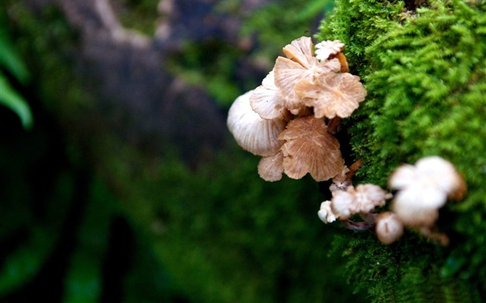 cogumelo de árvores - papel de parede de plantas florestais Visualizações:9303