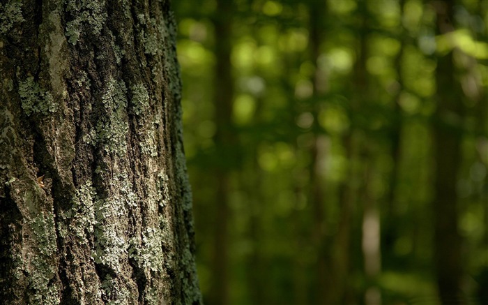 tronco de árvore - papel de parede de plantas florestais Visualizações:21226