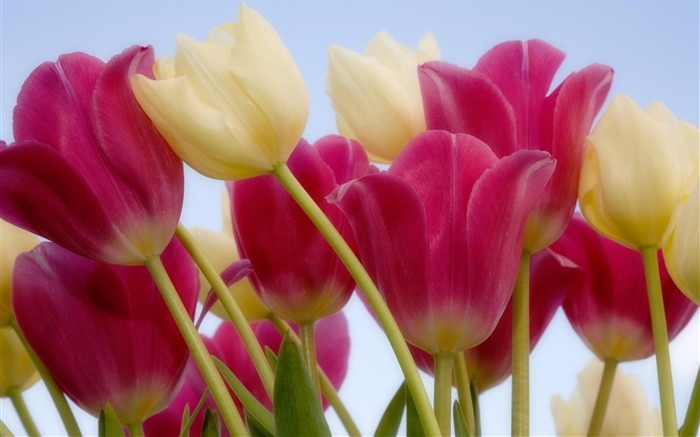 ciel tulipes-Été fleurs fond d'écran Vues:9794