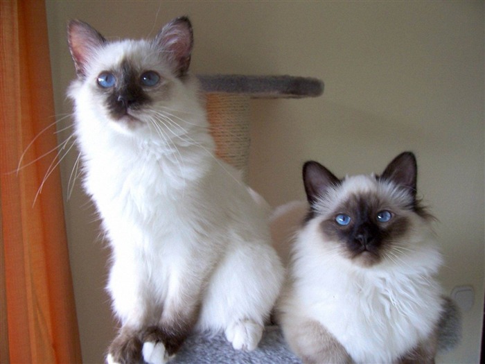 two birman cats-Cat photography wallpaper Views:11735 Date:2012/6/21 21:11:53