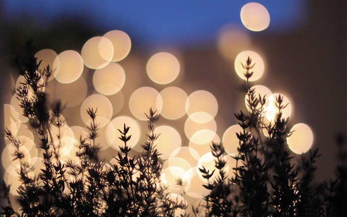 arriba ve las luces-fotografía de fondo macro Vistas:19186