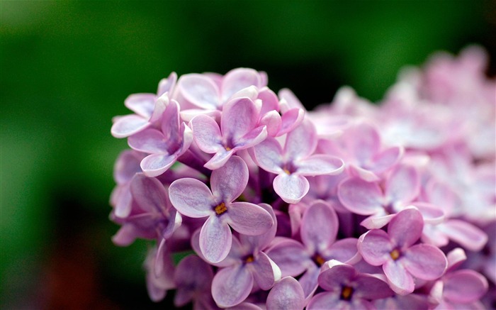 Violet flowers-Flowers photography fondo de pantalla Vistas:9300