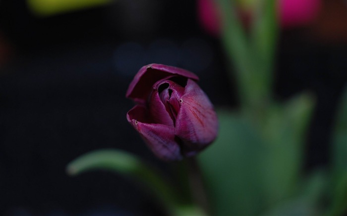 Violet tulip-Flowers fotografía Fondo de pantalla Vistas:9536