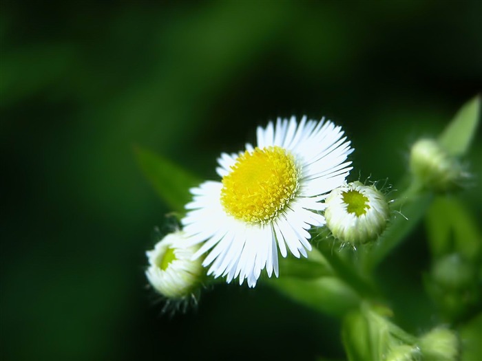 flor blanca cerca up-Flowers photography fondo de pantalla Vistas:7996