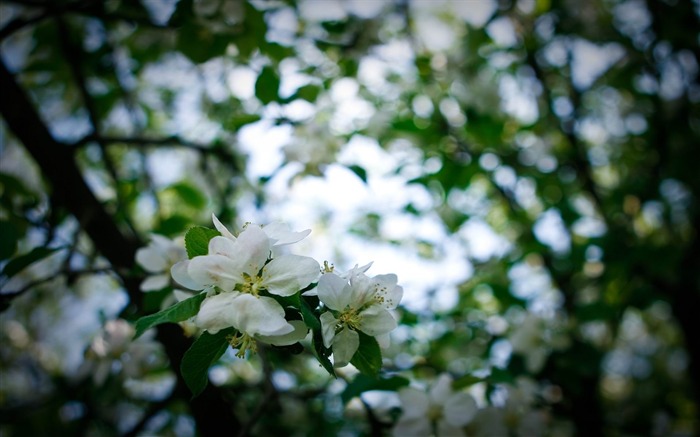 Flores brancas - Papéis de Parede de Flores Visualizações:7291