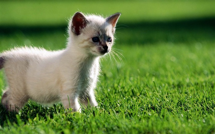 white kitten-Cat photography wallpaper Views:9098 Date:2012/6/21 21:12:26