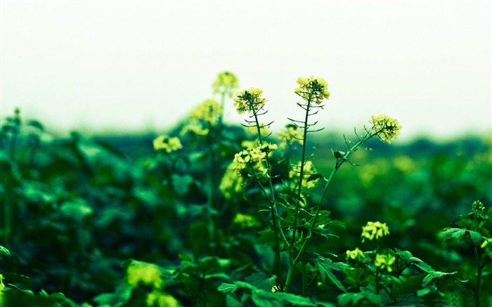 Papéis de Parede de fotografia de fotografia de flores de raiz de inverno Visualizações:8366