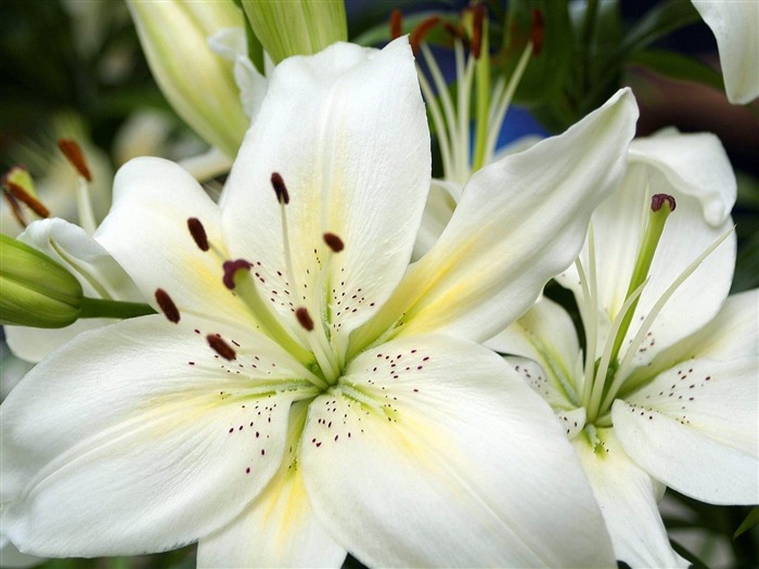 maravillosas flores-fotografía de flores fondo de pantalla Vistas:8040