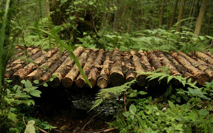 ponte de madeira através da floresta - papel de parede das plantas florestais Visualizações:10398