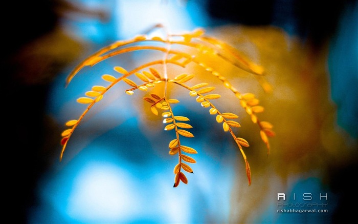 branche jaune-macro photographie fond d'écran Vues:7836