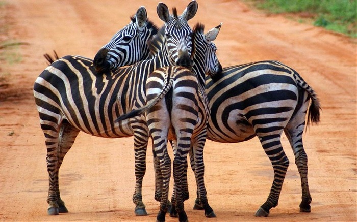 cebras - Papel pintado de fotografía de origen animal Vistas:8900