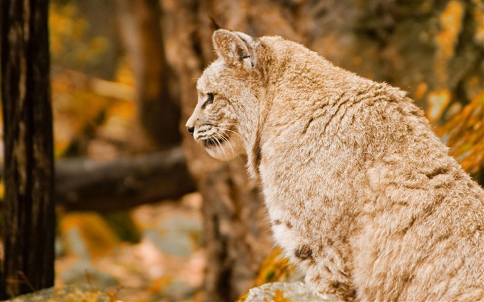 Papéis de parede de fotos de Bobcat-animal Visualizações:11247