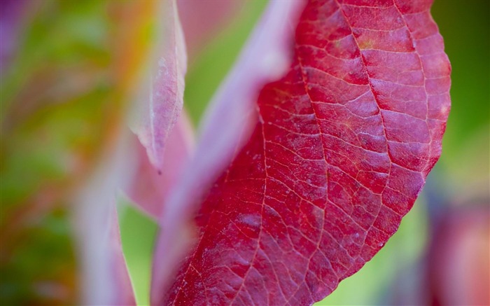 밝은 빨간 잎 식물 벽지 찾아보기 :11258