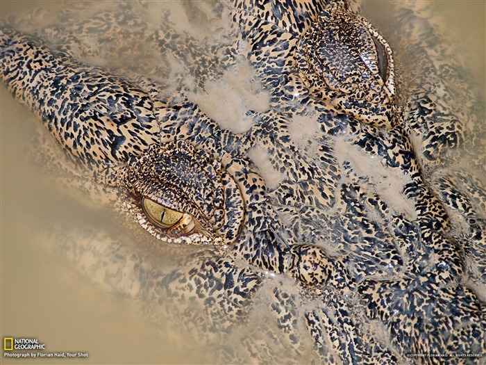 Crocodile Australia-National Geographic Wallpaper Views:12007 Date:2012/7/10 13:59:23