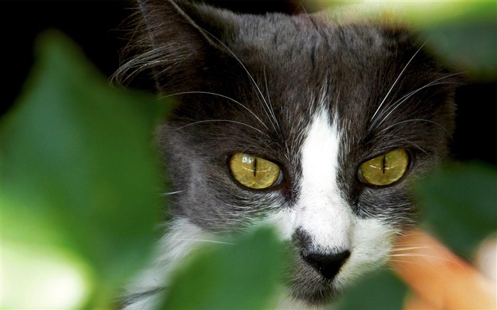 Curious Cat-animaux fond d'écran Vues:10503