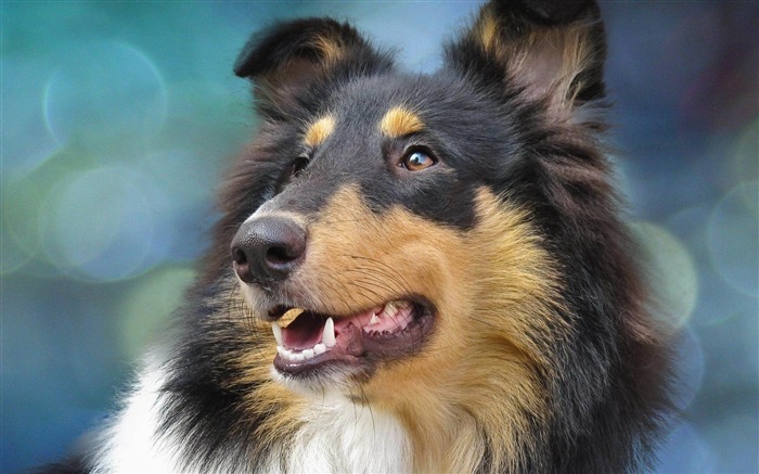 Selección de papel tapiz de perro Collie-Animal Vistas:20166