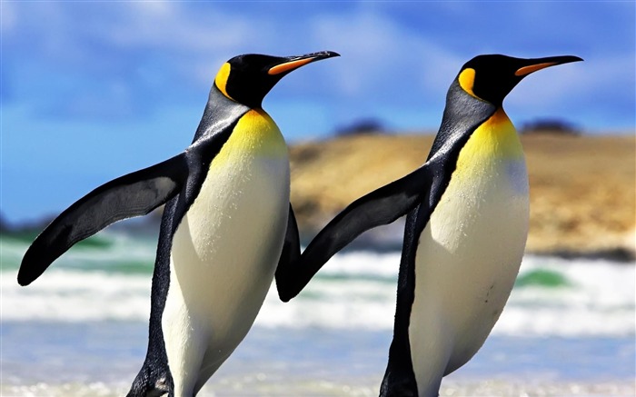 Emperor Penguins-Animal wallpaper selection Views:29453 Date:2012/7/9 17:14:00