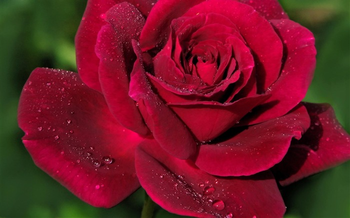 Fresh Red Roses-Nature plant wallpaper Views:11926 Date:2012/7/27 1:42:47