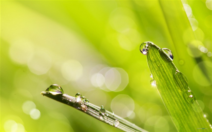 Fresh summer green natural HD wallpaper 01 Views:10674 Date:2012/7/3 19:29:01