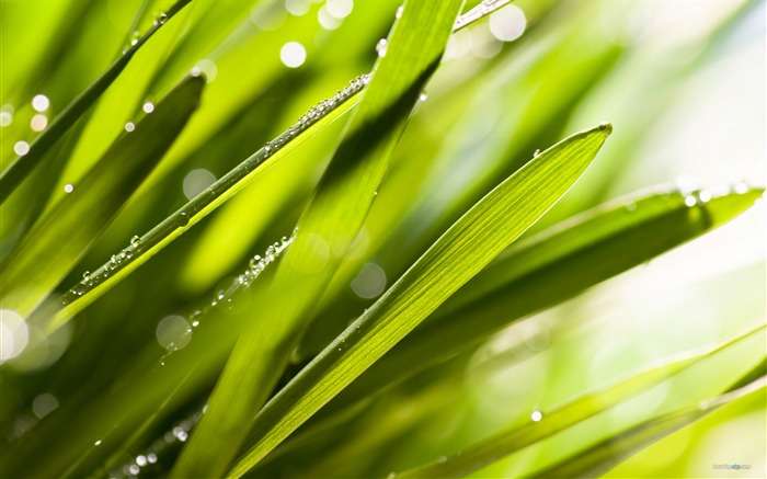 Fresh summer green natural HD wallpaper 05 Views:9332 Date:2012/7/3 19:30:13