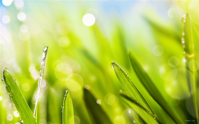 Fresh summer green natural HD wallpaper 09 Views:13142 Date:2012/7/3 19:31:37