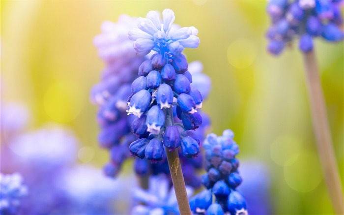 Frais d'été vert Fond d'écran naturel Vues:31621