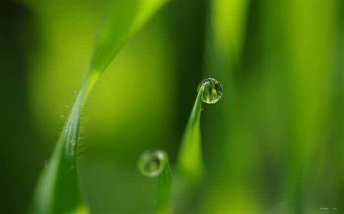 Grass-Plant dew wallpaper Views:12008 Date:2012/7/29 15:20:16