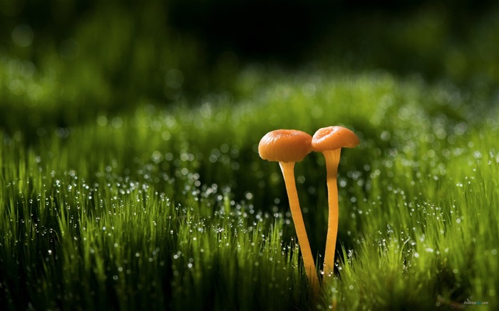 Grass mushrooms-Plant dew wallpaper Views:19234 Date:2012/7/29 15:16:10