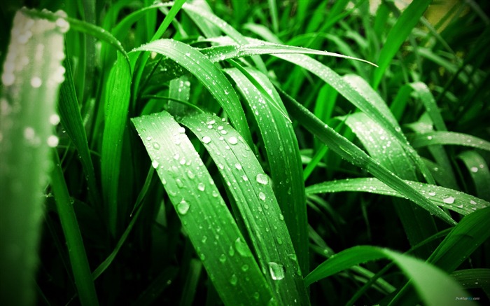 Green Grass-Plant dew wallpaper Views:12592 Date:2012/7/29 15:22:49