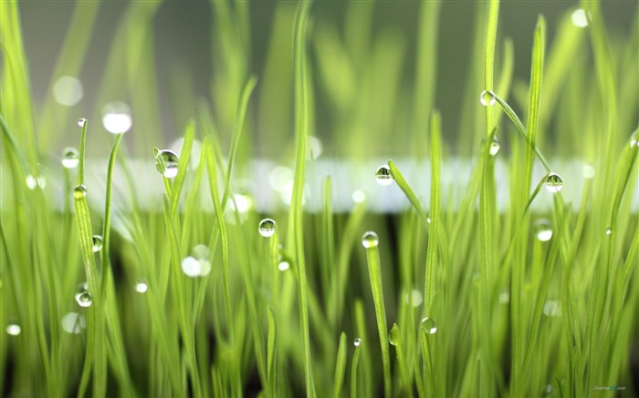 Green Grass -Plant dew wallpaper Views:10636 Date:2012/7/29 15:25:54