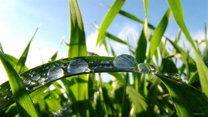 Green grass blue sky-Plant dew wallpaper Views:11449 Date:2012/7/29 15:16:57