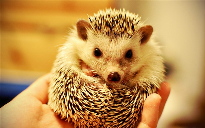 Hedgehog-Animal wallpaper selection Views:25318 Date:2012/7/9 17:18:58