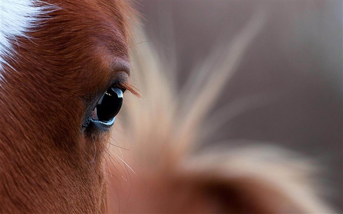 oeil de cheval-animaux fond d'écran Vues:20818