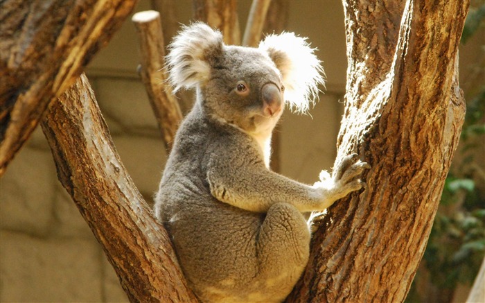 Koala-Animal wallpaper selection Views:14829 Date:2012/7/9 17:23:16