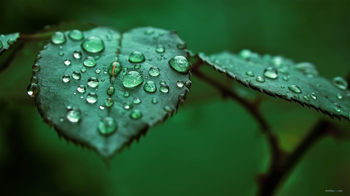 Leaf-Plant dew wallpaper Views:16877 Date:2012/7/29 15:26:58