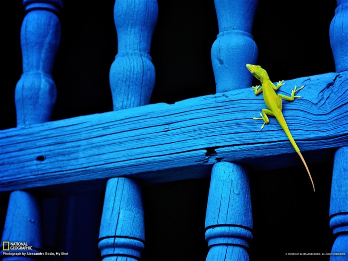 Lizard Cuba-National Geographic Wallpaper Views:42854 Date:2012/7/10 14:05:48