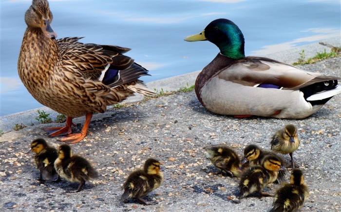 Selección de fondo de pantalla de Mallard-Animal Vistas:10118