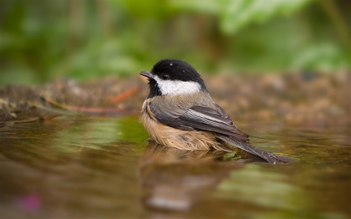 Papéis fotográficos para fotos de Paridae-animal Visualizações:10650