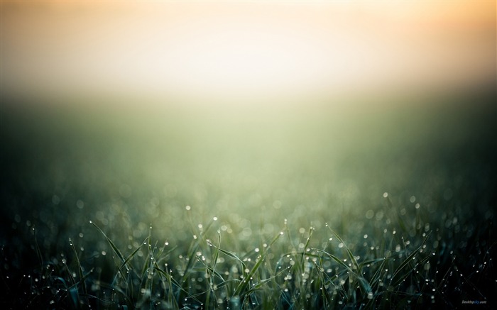 Pasture-Plant dew wallpaper Views:12545 Date:2012/7/29 15:21:03